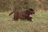 BERGER AUSTRALIEN PUPPIES 199